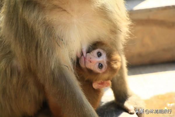 河南與山西交界,有座冷門又好玩的猴山,藏有3800只野生獼猴 河南與山西交界,有座冷門又好玩的猴山,藏有3800只野生獼猴