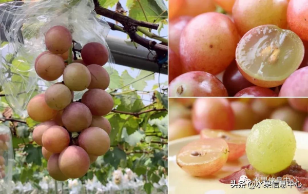 200元1斤,葡萄界中的勞斯萊斯,妮娜皇后究竟如何? 200元1斤,葡萄界中的勞斯萊斯,妮娜皇后究竟如何?