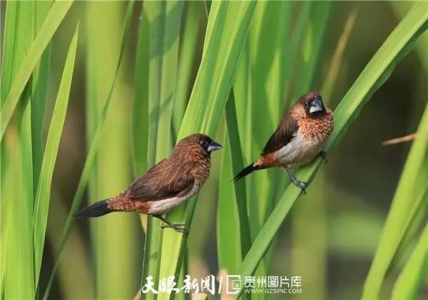 漂亮的愛情鳥---文鳥