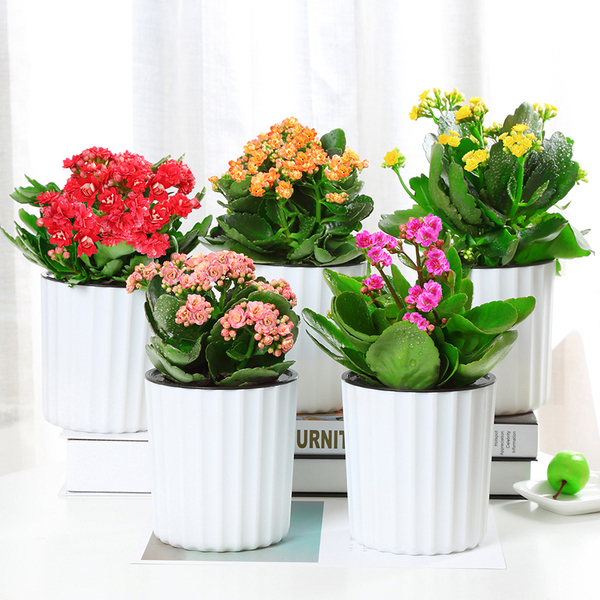 “臥室";養花別隨便,要養就養“健康花”,建議養這3種 “臥室";養花別隨便,要養就養“健康花”,建議養這3種