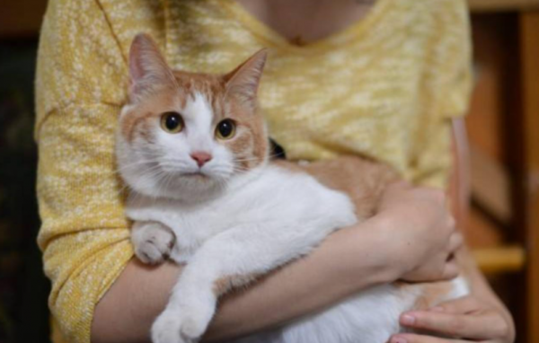 人人都說“中華田園貓”好,為什麼拋棄它的人還這麼多? 人人都說“中華田園貓”好,為什麼拋棄它的人還這麼多?