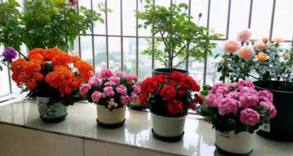 11種花得窮養,用小盆,少澆水,反而更精神 11種花得窮養,用小盆,少澆水,反而更精神