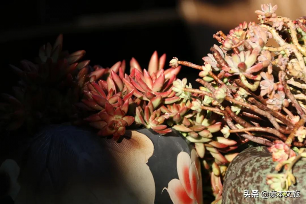 走進麗江古城多肉世界，目之所及皆是治癒