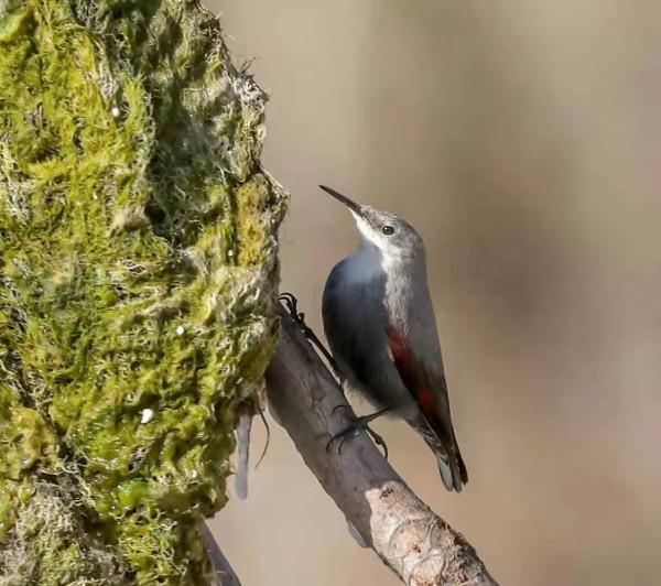 被稱為“懸崖上的蝴蝶”的它落戶北京啦！快來看