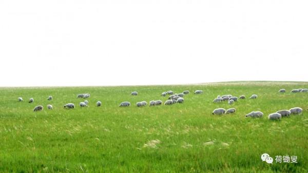 這才是真正的大草原 這才是真正的大草原