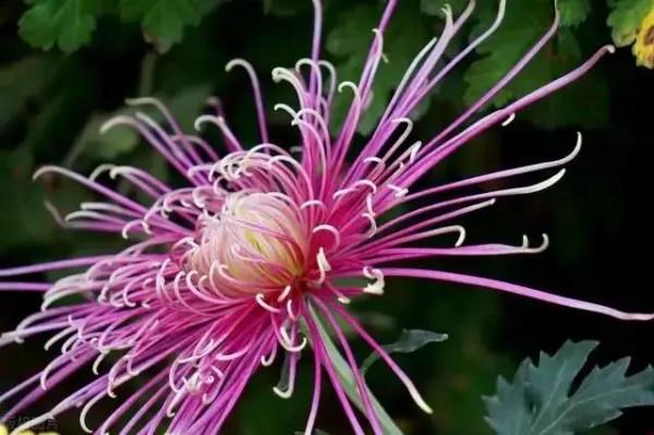 《五言詩·揮別晚秋》