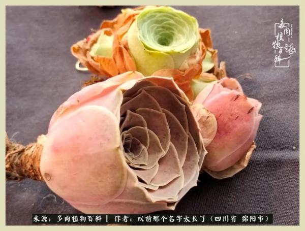 我只在乎你!以愛之名種下玫瑰一片 我只在乎你!以愛之名種下玫瑰一片