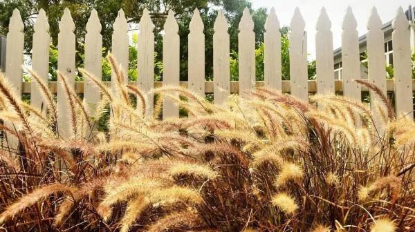 秋日應該就是賞草的季節