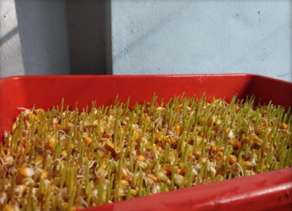 水培玉米苗飼養牛羊 水培玉米苗飼養牛羊