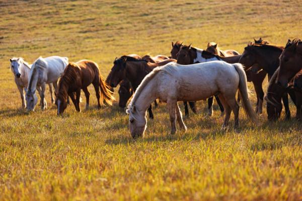 每天凌晨4點起床,只為拍攝烏蘭布統每年僅有15天的絕美秋景 每天凌晨4點起床,只為拍攝烏蘭布統每年僅有15天的絕美秋景