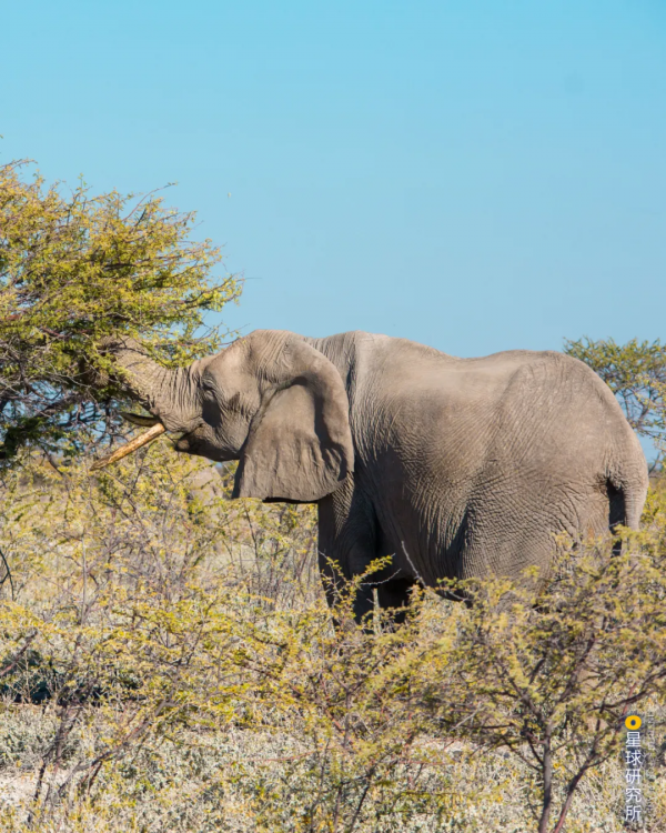2021年度動物，是誰？