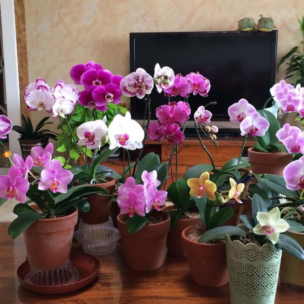 5種“漂亮花”，冬天價值大，趕快帶回家，花枝招展“好兆頭”