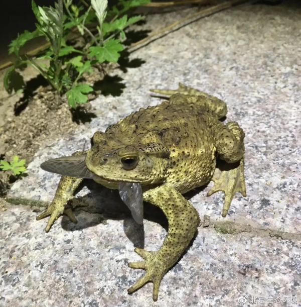 北京生物圖鑑 | 中華蟾蜍 北京生物圖鑑 | 中華蟾蜍