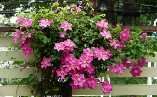 8種花園植物冬天幹葉枯萎，這是“假死”，好好伺候來年開花翻倍