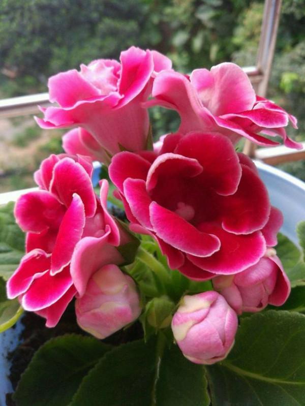 100種常見花卉的播種栽培大全,送給愛養花的你 100種常見花卉的播種栽培大全,送給愛養花的你