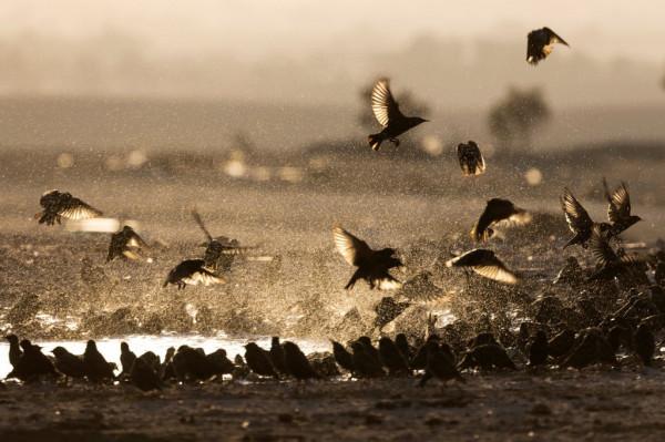 以色列椋鳥遷徙景象壯觀 成千上萬變幻各種隊形