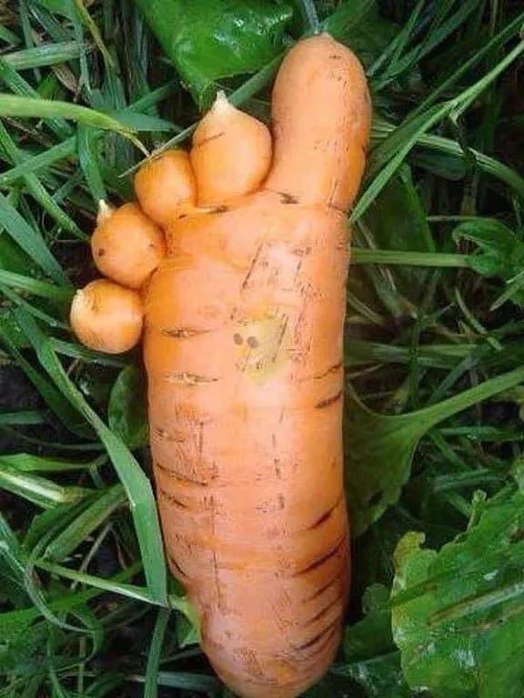 來自植物世界的精靈