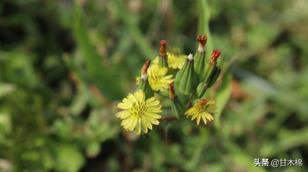 收割稻穀後的水田裡長著很多野菜,這15種田間雜草可以當菜食用哦 收割稻穀後的水田裡長著很多野菜,這15種田間雜草可以當菜食用哦