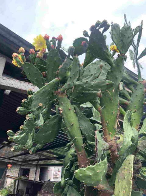 6種可以養成樹的&OpenCurlyDoubleQuote;多肉&rdquo;，地方大定要養一盆，越大越漂亮