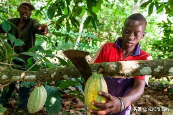 非洲兒童採摘可可豆,工作12小時僅為3美元收入 非洲兒童採摘可可豆,工作12小時僅為3美元收入