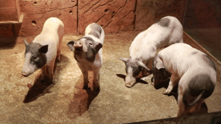 終於打卡了那個不可思議的萌寵館！你們會養這些奇葩寵物嗎？