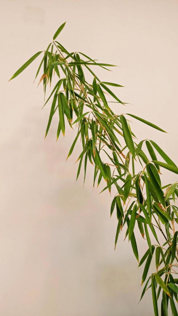 家中的四季常青竹