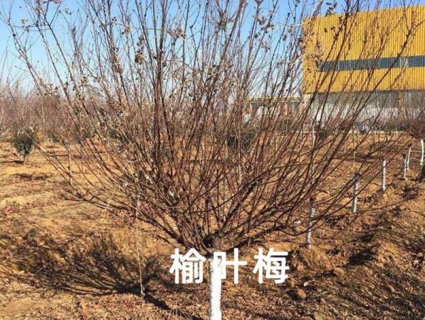 知識分享 &vert; 榆葉梅、美人梅、碧桃不是一種花，別再傻傻分不清