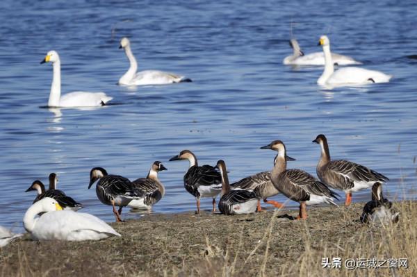 運城鹽湖美成“天鵝湖”