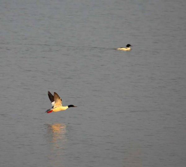 故事會｜彩色的小鴨子
