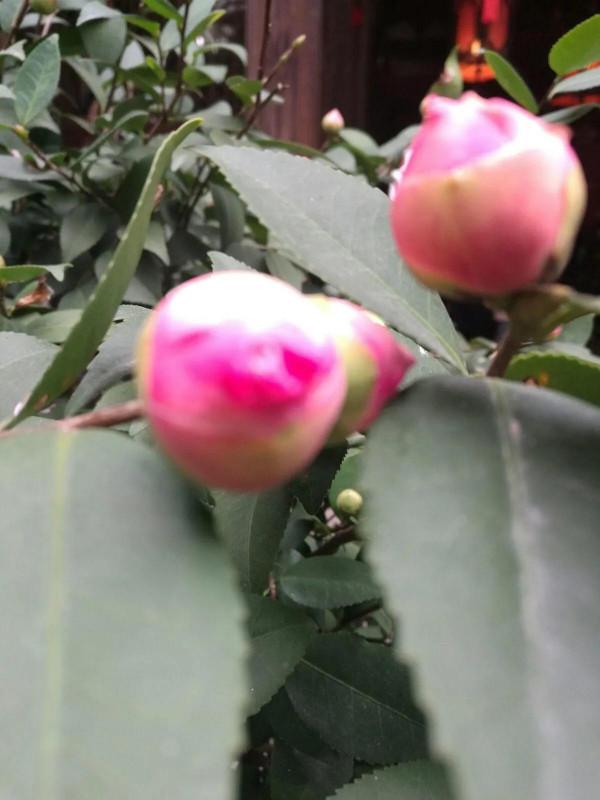 和牡丹花比翼齊飛