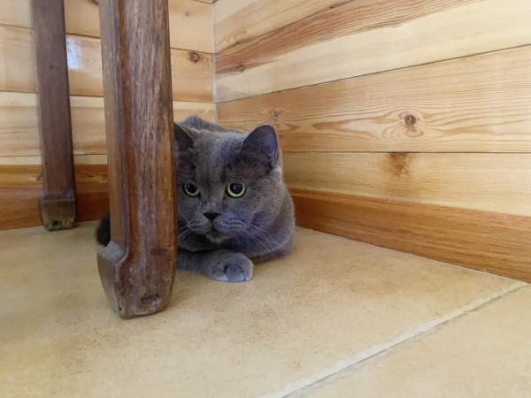 辛丑年末的冬天，是寶藍色