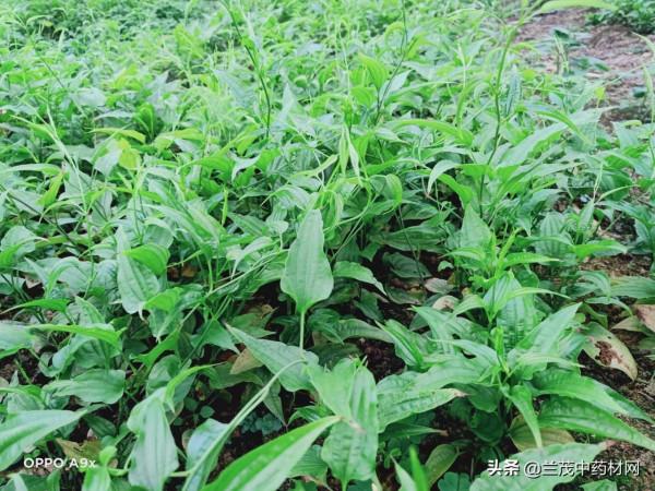 雲南昆明曲靖紅河熱門中藥材種苗價格行情快訊9月15蘭茂藥材網