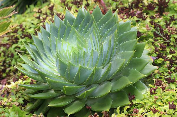 超級適合佛系的人養的5種植物，不用管都能爆盆開花