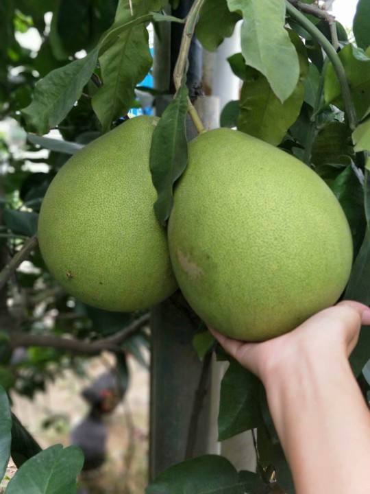 4種果樹,種在院子裡特旺宅,還有時令水果免費吃 4種果樹,種在院子裡特旺宅,還有時令水果免費吃