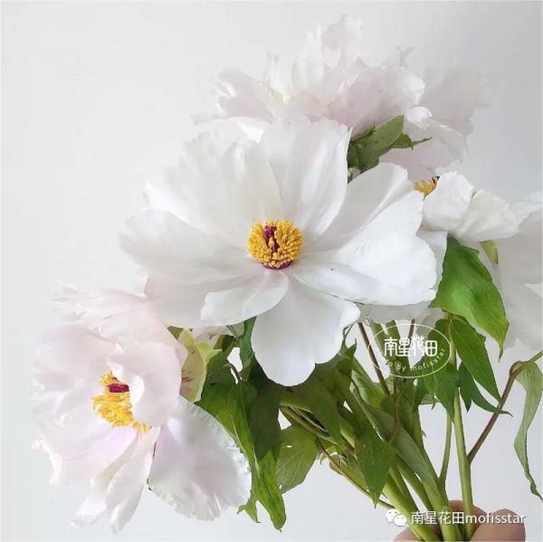 油畫牡丹 &CenterDot; 羽衣霓裳