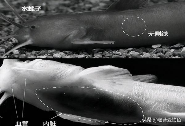 黃顙魚是“水蜂子”？並不是，身價相差10倍，牢記3大特徵好分辨