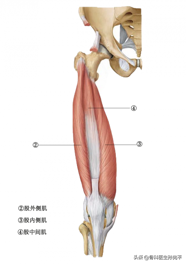 解剖圖譜｜最全面的下肢肌肉解剖圖譜