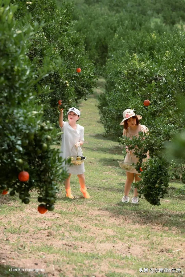 涼季來了！今年清邁有哪些唯美浪漫的花田？