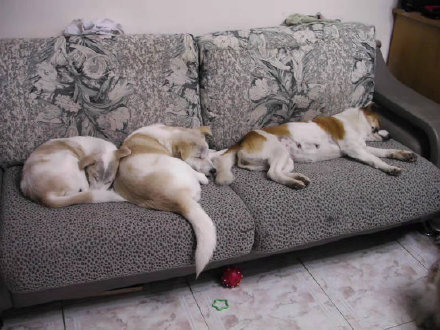 狗媽媽“花花”離世，曾因橫渡長江給狗寶餵奶走紅