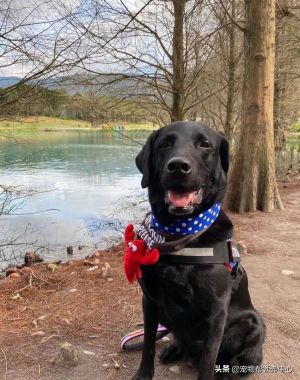 退休導盲犬竟還記得8年前的主人！主人哭了：“我真的太激動了”