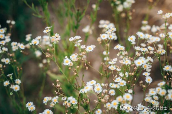 「縱橫四海」老夥計的重生之旅，一起暫別城市的方圓化身曠野的風