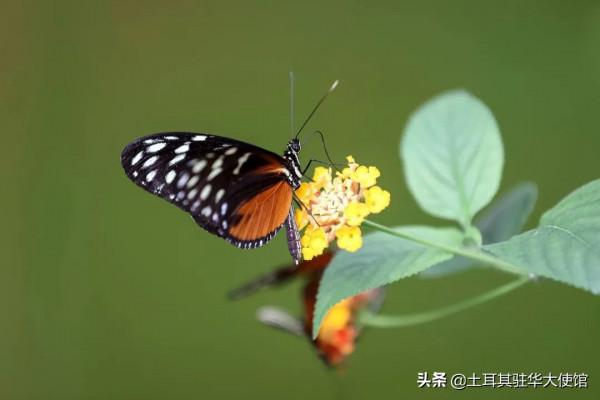 伊斯坦布林的蝴蝶天堂擁有獨特的物種和特殊的氣候 伊斯坦布林的蝴蝶天堂擁有獨特的物種和特殊的氣候