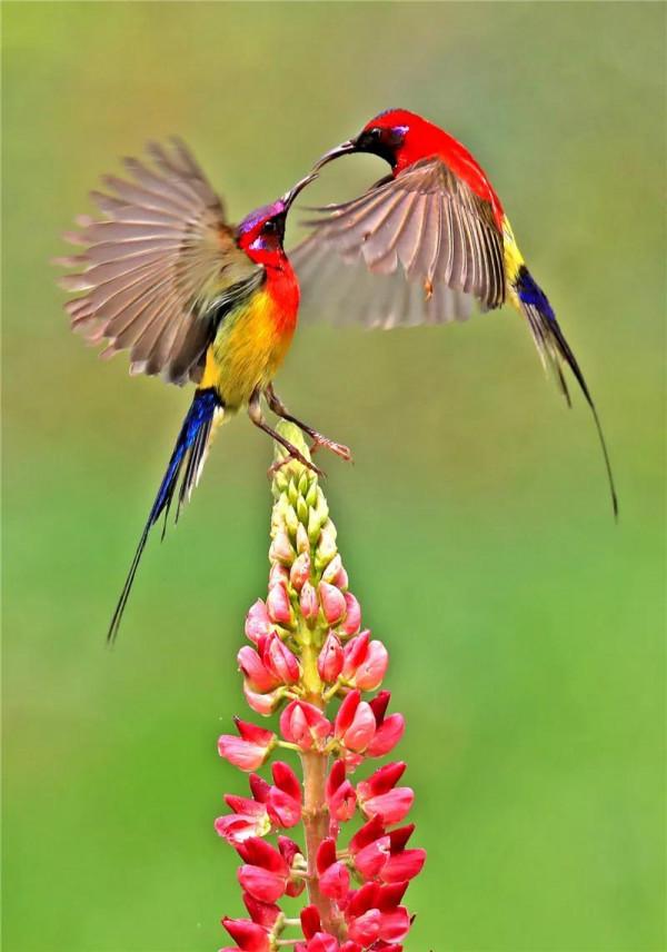 分享圖片,色彩斑斕,美麗無比的太陽鳥 分享圖片,色彩斑斕,美麗無比的太陽鳥