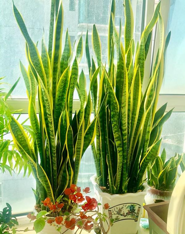 喜歡“小盆”的12種花，幹養多曬，擠著養，枝葉翠綠花大如碗