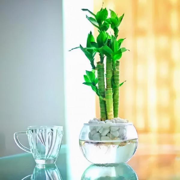 【養花知識營地】客廳富貴竹插幾支旺財，放在客廳怎麼養護