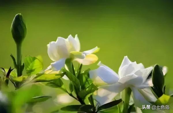 “花中十友”,你瞭解多少? “花中十友”,你瞭解多少?