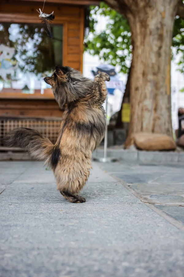 我像風一樣自由 我像風一樣自由