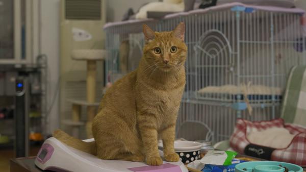 我在北京救貓咪