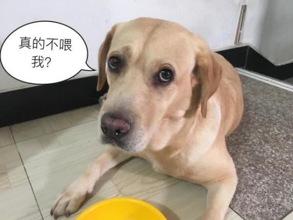 拉布拉多犬——最受歡迎的犬種！養它必須瞭解的5件事
