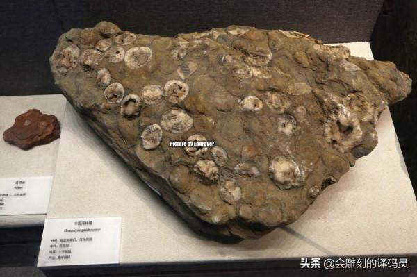 貴州地質博物館內的那些珍惜礦石（化石）、寶石你最喜歡那一塊？